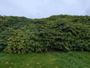 Parktaki güzel yeşil çimenler ve çalılar