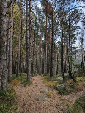Gündüz vakti dağlarda renkli sonbahar ormanı