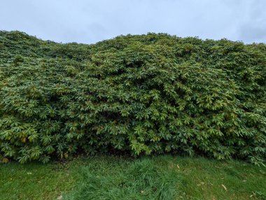 Parktaki güzel yeşil çimenler ve çalılar