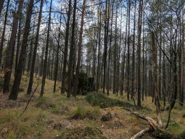 Dağ ormanlarında büyük taşlar ve ağaçlar 