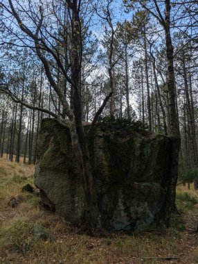 Dağ ormanlarında büyük taşlar ve ağaçlar 