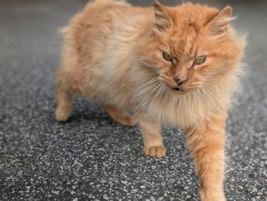 Sokakta terk edilmiş kızıl kedinin portresini kapat. 