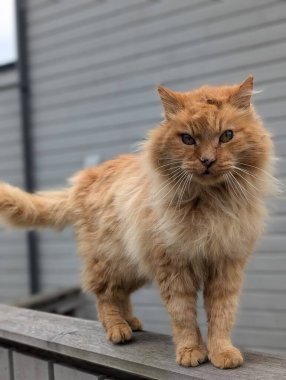 Sokakta terk edilmiş kızıl kedinin portresini kapat. 