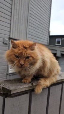 Evin yakınındaki tüylü kızıl kedi 