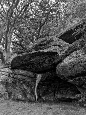 Ormandaki ağaçlar ve büyük taşlar, siyah ve beyaz 