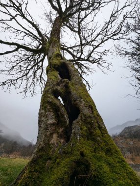 Sonbahar mevsiminde dallı bir ağacın alt manzarası 