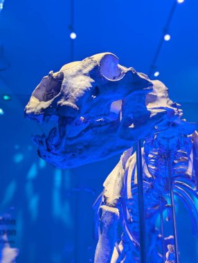 Jeoloji müzesine gelen ziyaretçiler, dinozor iskeletinin gösterimlerinden birini görebilirler.