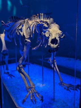 Jeoloji müzesine gelen ziyaretçiler, dinozor iskeletinin gösterimlerinden birini görebilirler.