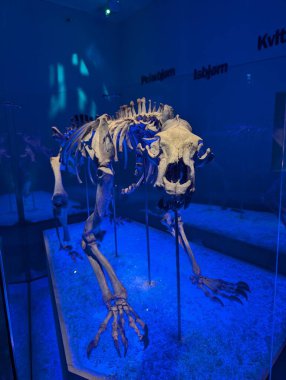 Mavi ışıkla aydınlatılmış hayvan iskeleti, müze sergisi