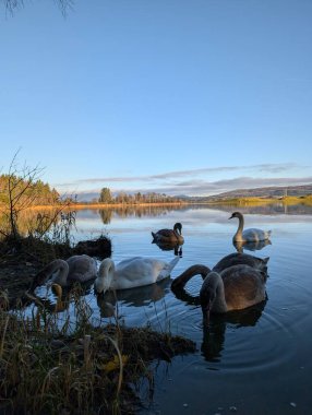 Gölde bir kuğu sürüsüyle güzel bir manzara. 