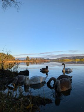 Gölde bir kuğu sürüsüyle güzel bir manzara. 