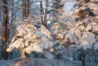 Güneşli bir günde karlı ağaçlarla güzel bir kış manzarası 