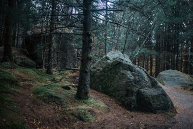 Dağ ormanlarındaki büyük taş ve ağaçların gündüz görüntüsü
