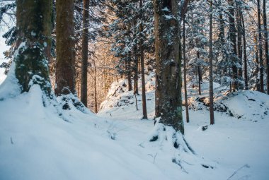 Güneşli bir günde karlı ağaçlarla güzel bir kış manzarası 