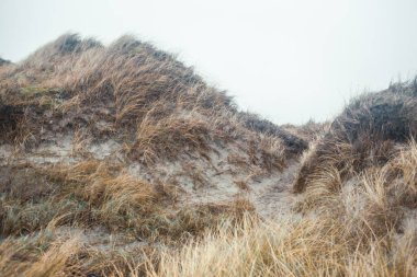 Kuru otları olan güzel bir sahil manzarası 