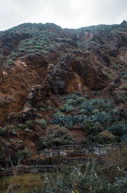 Bitkilerle kaplı dağların güzel manzarası