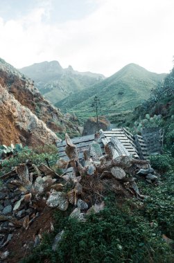 Dağlarda büyüyen kaktüslerin güzel manzarası