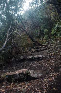Yeşil dağlardaki güzel patika manzarası