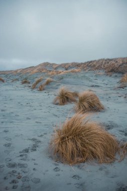 Kuru otları olan güzel bir sahil manzarası 