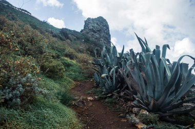 Bitkilerle kaplı dağların güzel manzarası