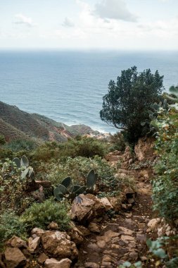 Kayalık sahilde çeşitli kaktüsler yetişiyor.