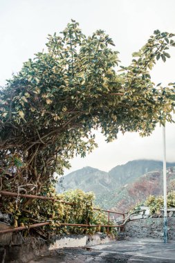 Arka planda dağlar olan bir çalılık manzarası