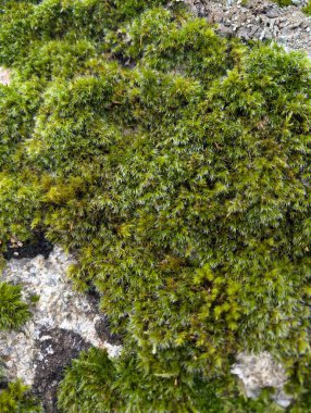 Ormanda yeşil yosun kaplı taş, yakın görüş