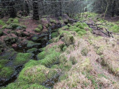 Gündüz vakti küçük nehri olan yeşil orman 