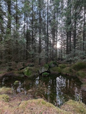 Ormanda akan nehirli yeşil bir arazi. 