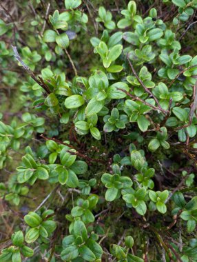 Ormanda büyüyen küçük bitkilerin yakınına. 
