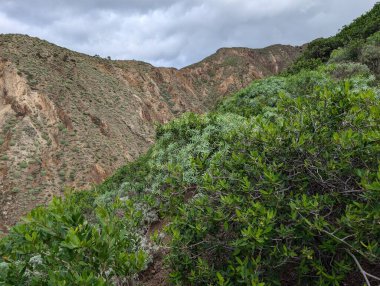 Dağlarda büyüyen yeşil bitkilerin ve bulutlu gökyüzünün güzel manzarası