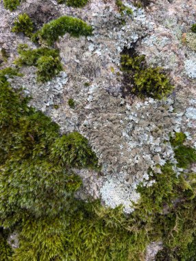 Ormanda yosun kaplı büyük bir taş. 