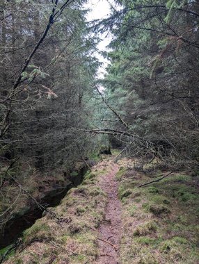 Nehrin yeşil ormanlarda akan manzarası. 