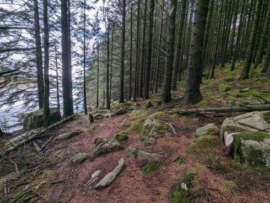 Büyük kayalar ormandaki yeşil yosunları nehirle kaplıyor. 