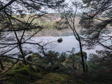 Büyük kayalar ormandaki yeşil yosunları nehirle kaplıyor. 