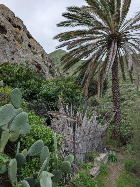 Dağlarda yetişen opuntia kaktüslerinin ve palmiye ağaçlarının güzel manzarası.