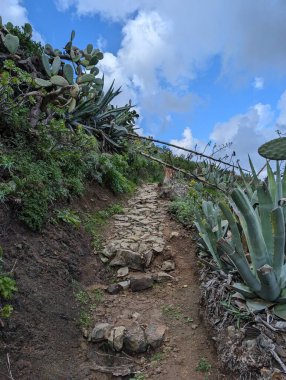 Small path in the green mountains at Taganana coast, Tenerife, Canary, Spain, Europe