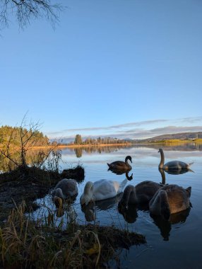 Gölde yüzen bir kuğu sürüsü.