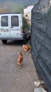 İspanya, Tenerife 'de yol kenarındaki tavuklar