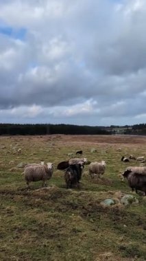 Dağ kırsalında evcil koyunlar otluyor 