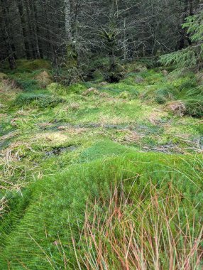 Ormanda büyüyen yeşil yosun ve bitkiler, yakın plan. 