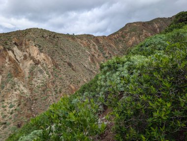 Dağlarda büyüyen yeşil bitkilerin ve bulutlu gökyüzünün güzel manzarası