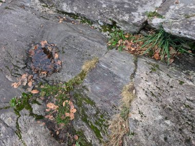 Kayalık yüzeyde sonbahar ağacı yapraklarının yakınlaşması 