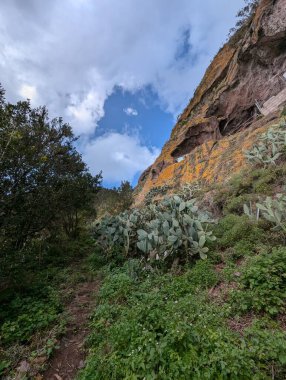 Dense green plants in Taganana, Tenerife, Canary, Spain, Europe