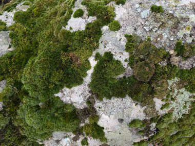 Ormanda yeşil yosun kaplı taş, yakın görüş