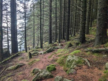 Yeşil yosunlu kayalar ormandaki ağaçları çevreledi 