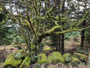Dağlardaki kayaların üzerindeki kırmızı antik sembollerin yakın çekimi.  