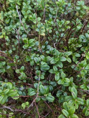 Ormanda büyüyen küçük yeşil bitkilere yakın çekim 