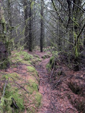Yaz mevsiminde yeşil ormanda küçük bir yol  