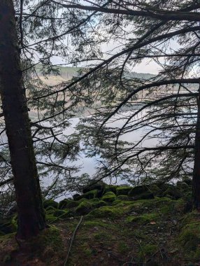 Büyük kayalar ormandaki yeşil yosunları nehirle kaplıyor. 